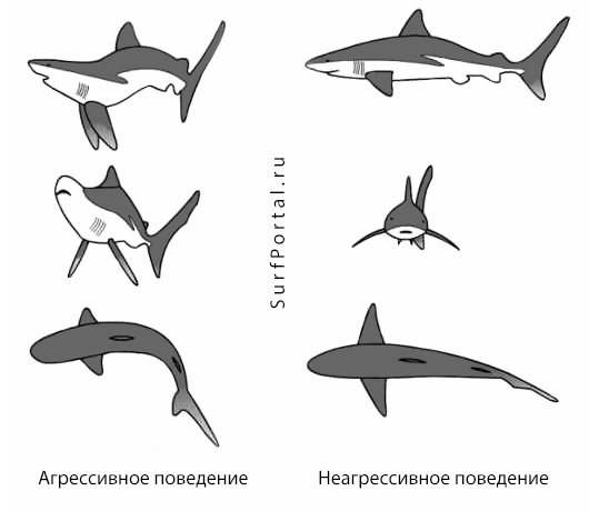 поведение акулы
